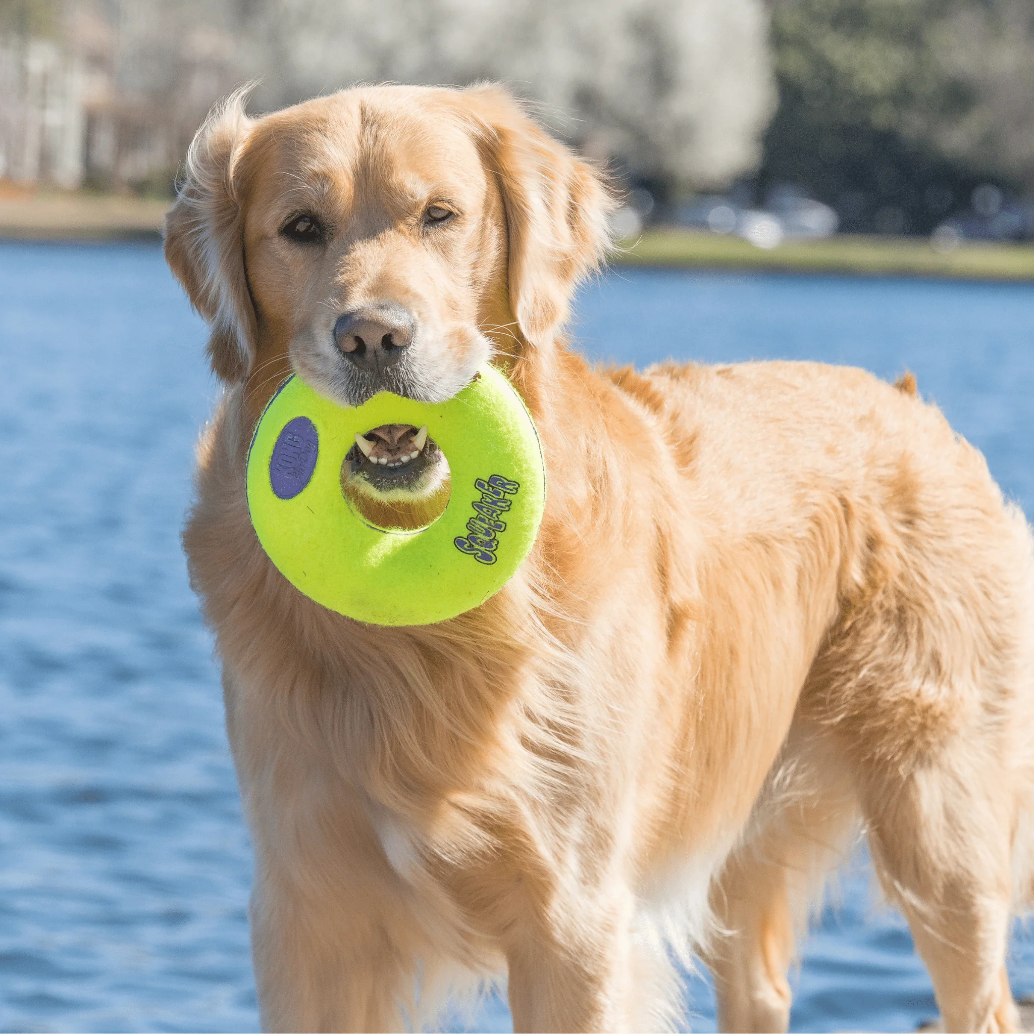 KONG AirDog Squeaker Donut - Image 3