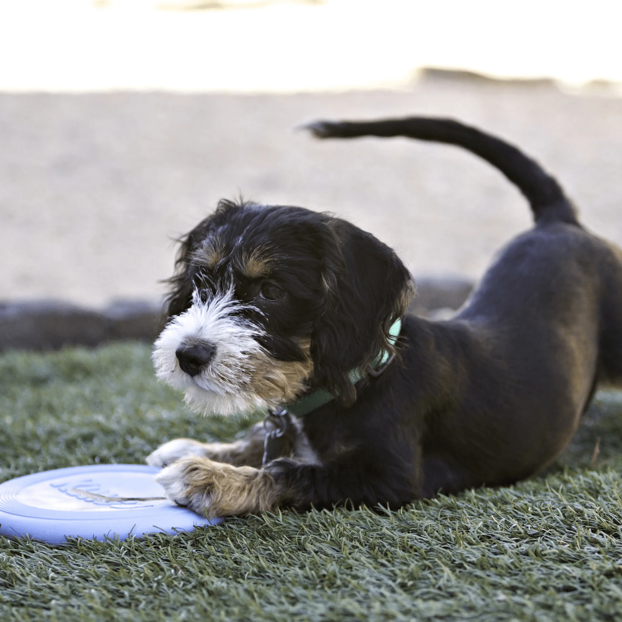 KONG Puppy Flyer – Soft Rubber Fetch Toy for Puppies - Image 6